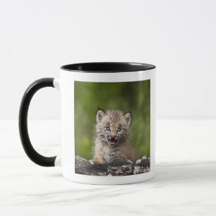 Tasse Bébé Lynx (Lynx Canadensis) regardant au-dessus