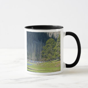 Tasse Bison avec son petit au Parc national de Yellowsto