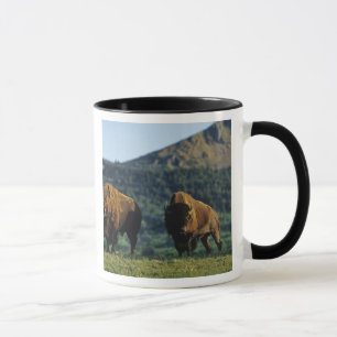 Tasse Bisons mâles au parc national des lacs Waterton
