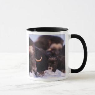 Tasse bœuf musqué, Ovibos moschatus, vache avec nouveau-