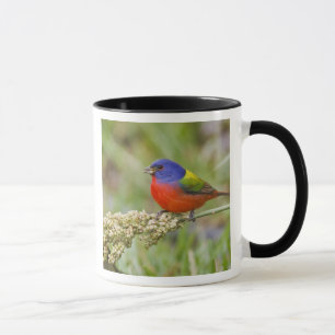 Tasse Bruant à tête noire (Passerina ciris) mâle en trai