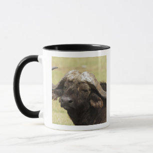 Tasse Buffle africain, caffer de Syncerus