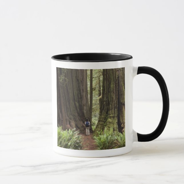 Tasse CA, Jedediah Smith Redwoods State Park, (Droite)