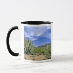 Tasse Cactus du désert à Organ Pipe National Monument,