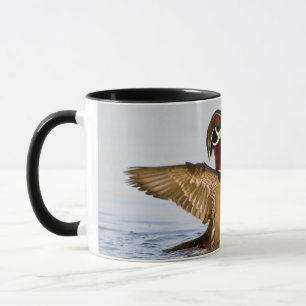 Tasse Canard branchu mâle battant des ailes dans une zon