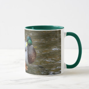 Tasse Canard mâle Mallard dans la boue de Clear Creek