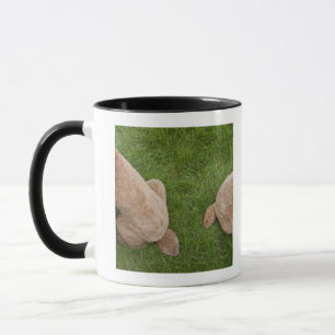 Tasse caniche standard