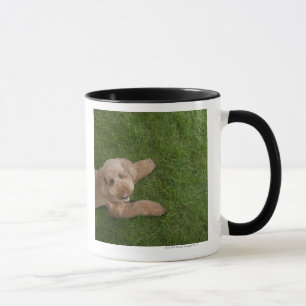 Tasse caniche standard 2
