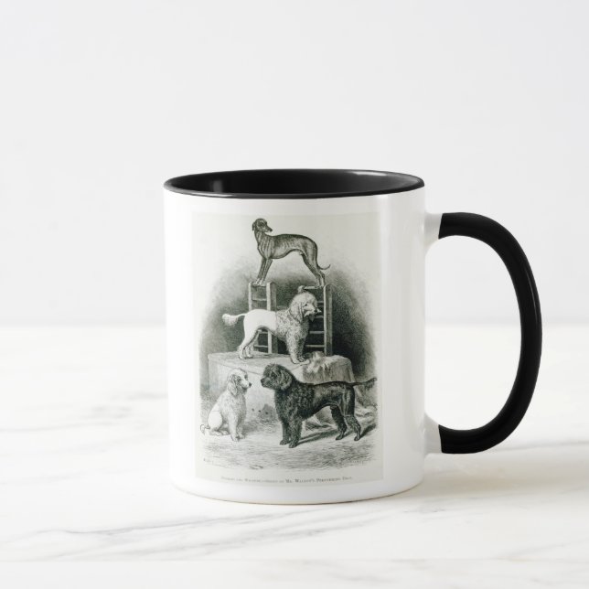Tasse Caniches et whippet - groupe de M. Walton's (Droite)