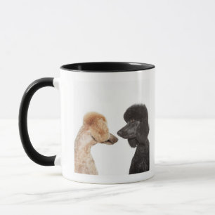 Tasse Caniches s'examinant