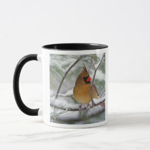 Tasse Cardinal du Nord femelle dans un pin enneigé,