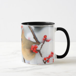 Tasse Cardinal du Nord femelle sur Houx verticillé