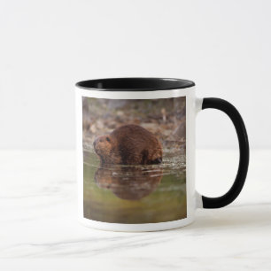 Tasse castor, Castor canadensis, va nager