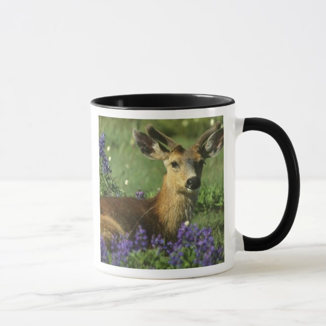 Tasse Cerf à queue noire, Odocoileus hemionus (Droite)