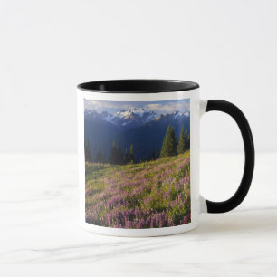 Tasse Champ de lupine, Mt Olympus et nuages à