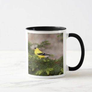 Tasse Chardonneret jaune mâle dans un arbre