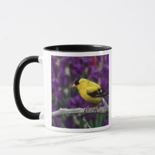 Tasse Chardonneret mâle, en plumage d'été,