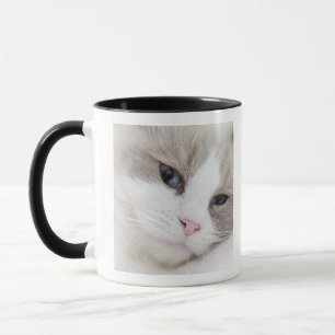 Tasse Chat de Ragdoll
