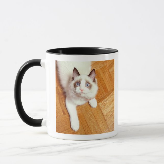 Tasse Chat de Ragdoll sur le plancher, vue élevée (Gauche)