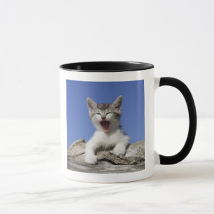 Tasse Chaton se trouvant sur le rondin, baîllant, plan