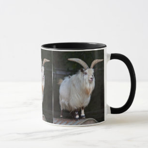 Tasse Chèvre Pygmée Africaine