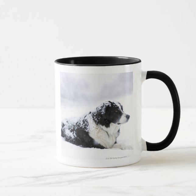 Tasse Chien de berger (Akbash/mélange de colley) se (Droite)