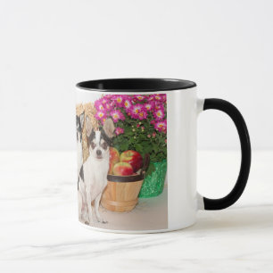 Tasse Chihuahua est à l'automne
