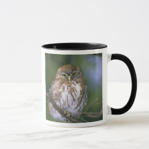 Tasse Chili, Aysen Chouette à pygmée autrale juvénile