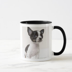 Tasse Chiot de Chihuhua se tenant sur le tissu blanc
