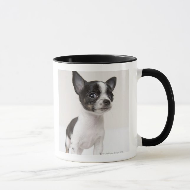 Tasse Chiot de Chihuhua se tenant sur le tissu blanc (Droite)