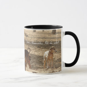 TASSE Chiots Azawakh Idi der Sahelzone