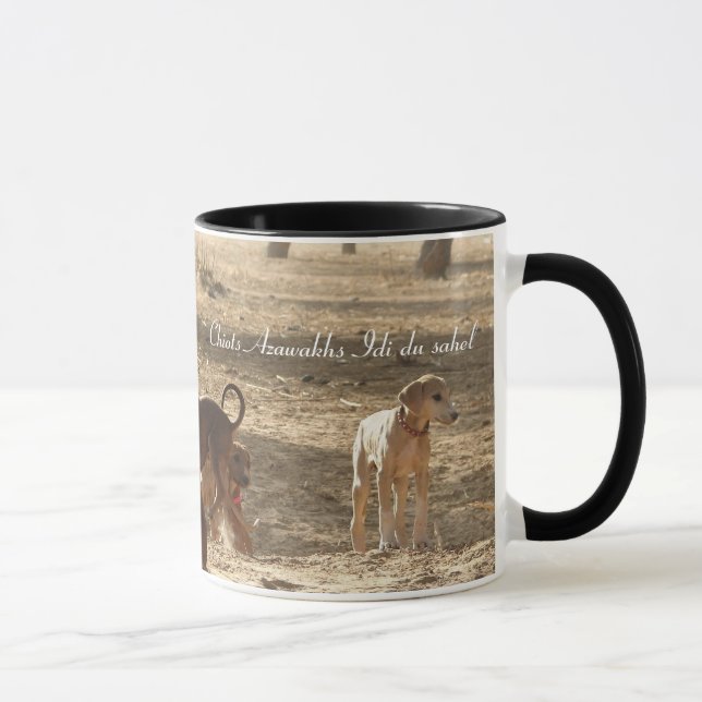 TASSE Chiots Azawakh Idi du sahel (Droite)