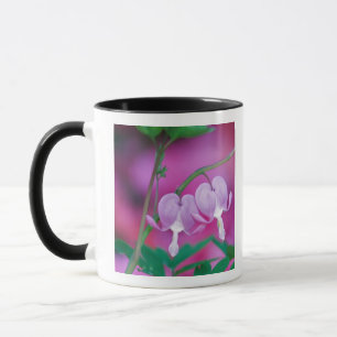 Tasse Cœurs saignants se reliant dans le jardin. Crédit
