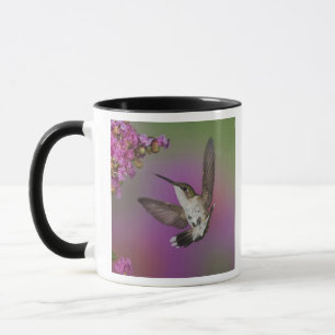 Tasse Colibri à gorge rubis mâle juvénile