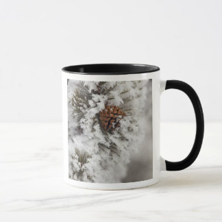 Tasse cône de pin lodgepole en hiver à Yellowstone