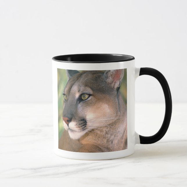 Tasse Cougar, Californie (Droite)