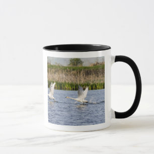 Tasse Couple de cygnes de la toundra en décollage pour