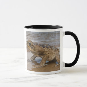 Tasse Crain de cane Rhinella marina, précédemment Bufo