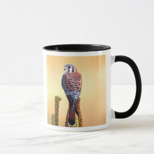 Tasse Crécerelle américaine, Falco sparverius, Originair