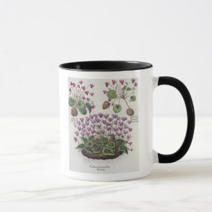 Tasse Cyclamen : hederaceis de foliis du serotinum