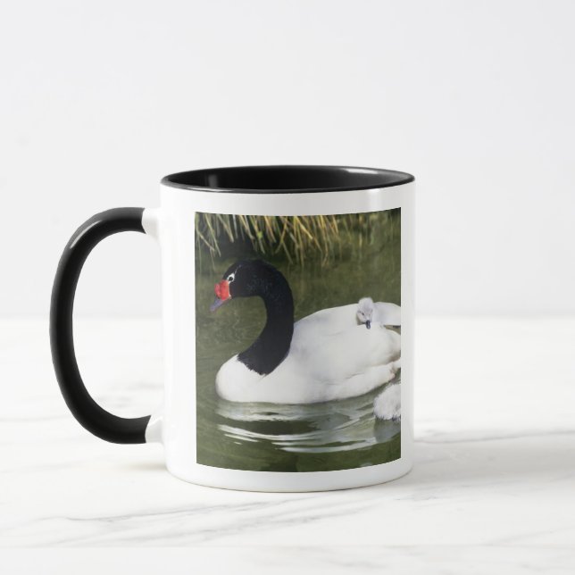 Tasse Cygne à cou noir adulte et cygnets dans l'eau. (Gauche)