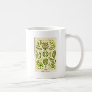 Tasse d'algues vertes