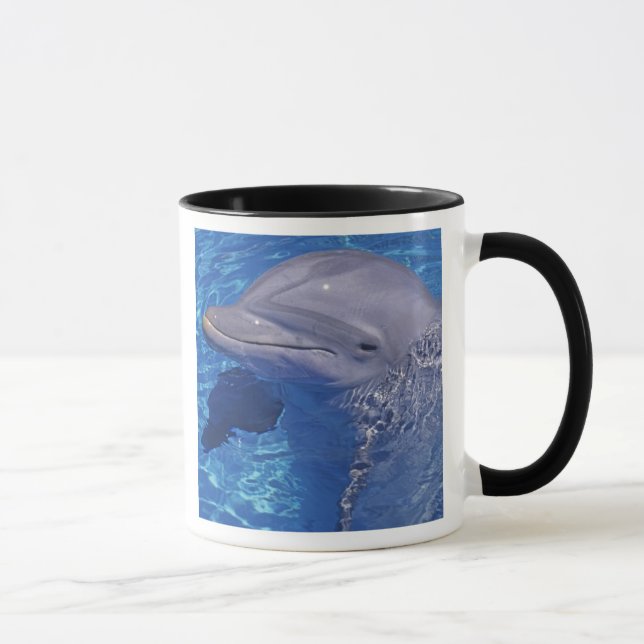 Tasse Dauphin en voie d'ébullition, Truncatus Tursiops (Droite)