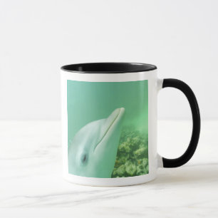 Tasse Dauphins de verdure Tursiops truncatus