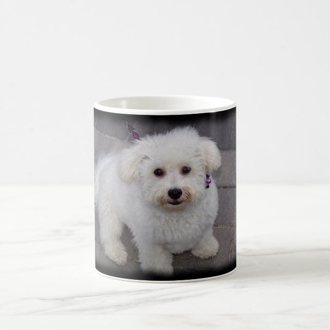tasse de bichon (Centre)