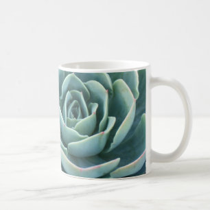 Tasse de café d'Echeveria