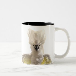 Tasse de Cecil