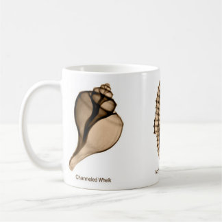 Tasse de coquillage de rayon X avec le buccin,