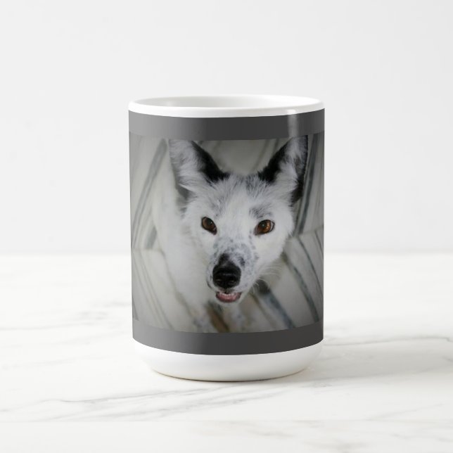 Tasse de Fox - Boris (Centre)