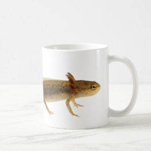 Tasse de larve de triton
